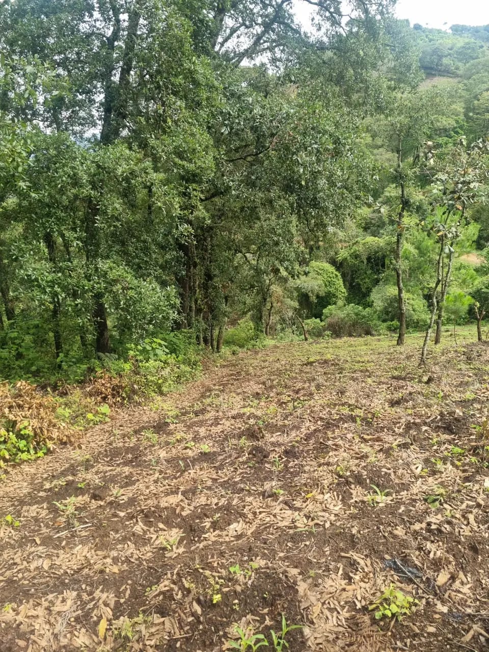 VENDO FINCA EN ALDEA LAS FLORES SUMPANGO SACATEPEQUEZ — Finca en Venta en Sumpango, Sacatepéquez — foto 3 de 14