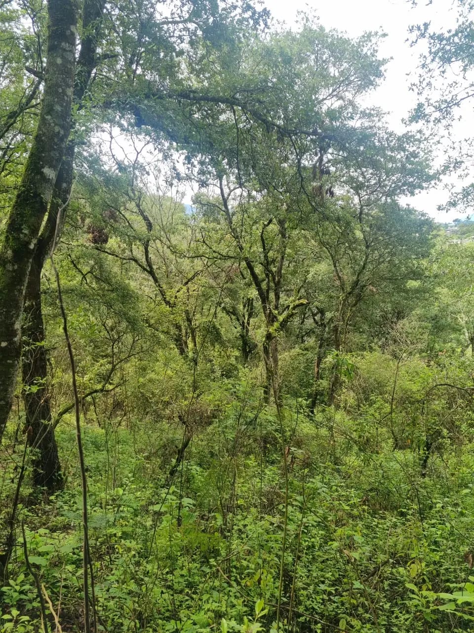 VENDO FINCA EN ALDEA LAS FLORES SUMPANGO SACATEPEQUEZ — Finca en Venta en Sumpango, Sacatepéquez — foto 6 de 14