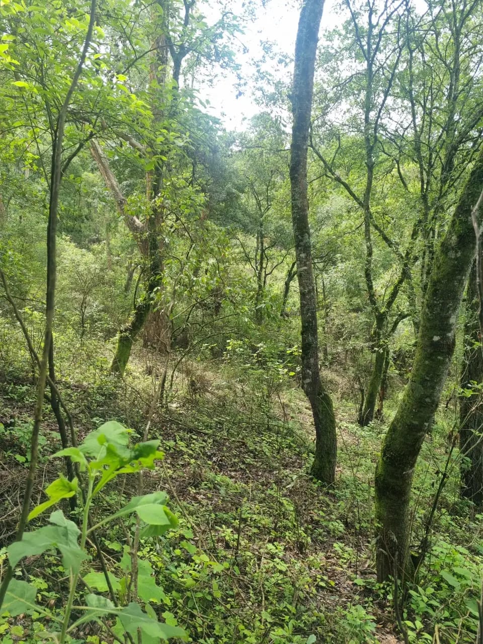 VENDO FINCA EN ALDEA LAS FLORES SUMPANGO SACATEPEQUEZ — Finca en Venta en Sumpango, Sacatepéquez — foto 7 de 14