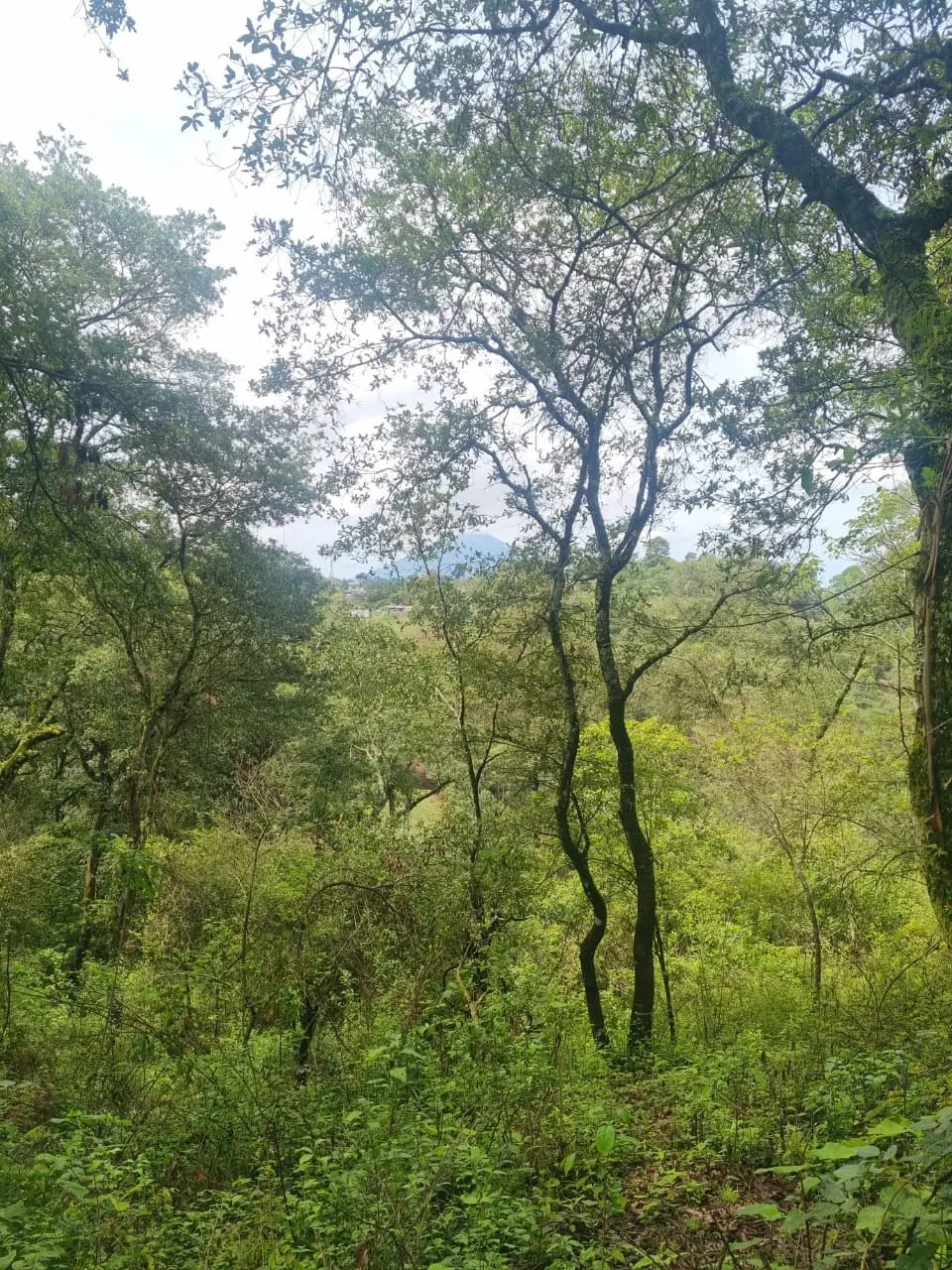 VENDO FINCA EN ALDEA LAS FLORES SUMPANGO SACATEPEQUEZ — Finca en Venta en Sumpango, Sacatepéquez — foto 11 de 14