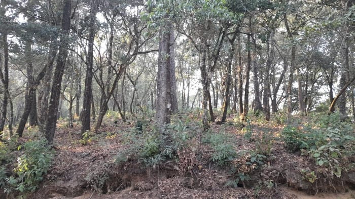 Terreno en Venta en El Encinal — Terreno en Venta en El Encinal, Zona 7 Mixco, Guatemala, Ciudad — foto 5 de 5