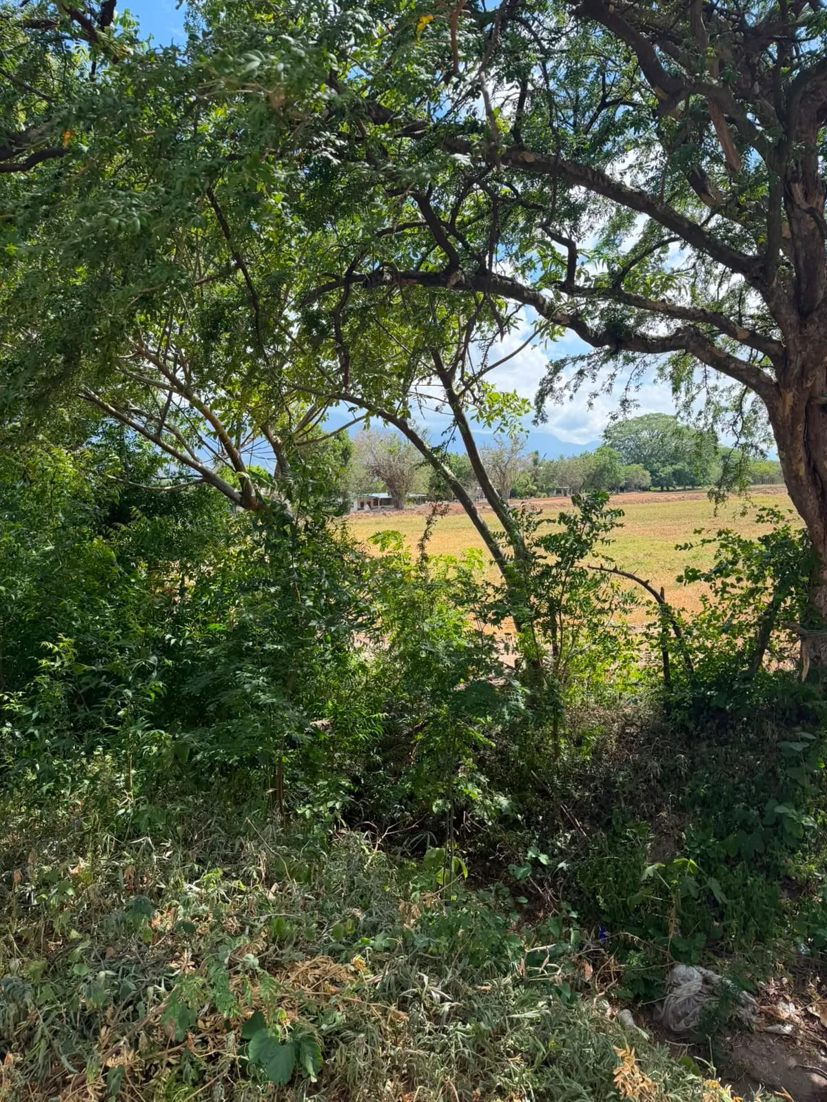 Terreno en Venta en Zacapa — Terreno en Venta en Gualán, Zacapa — foto 14 de 17