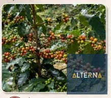 Finca cafetalera en Venta en San José Acatempa Jutiapa — Terreno en Venta en San José Acatempa, Jutiapa — foto 3 de 6