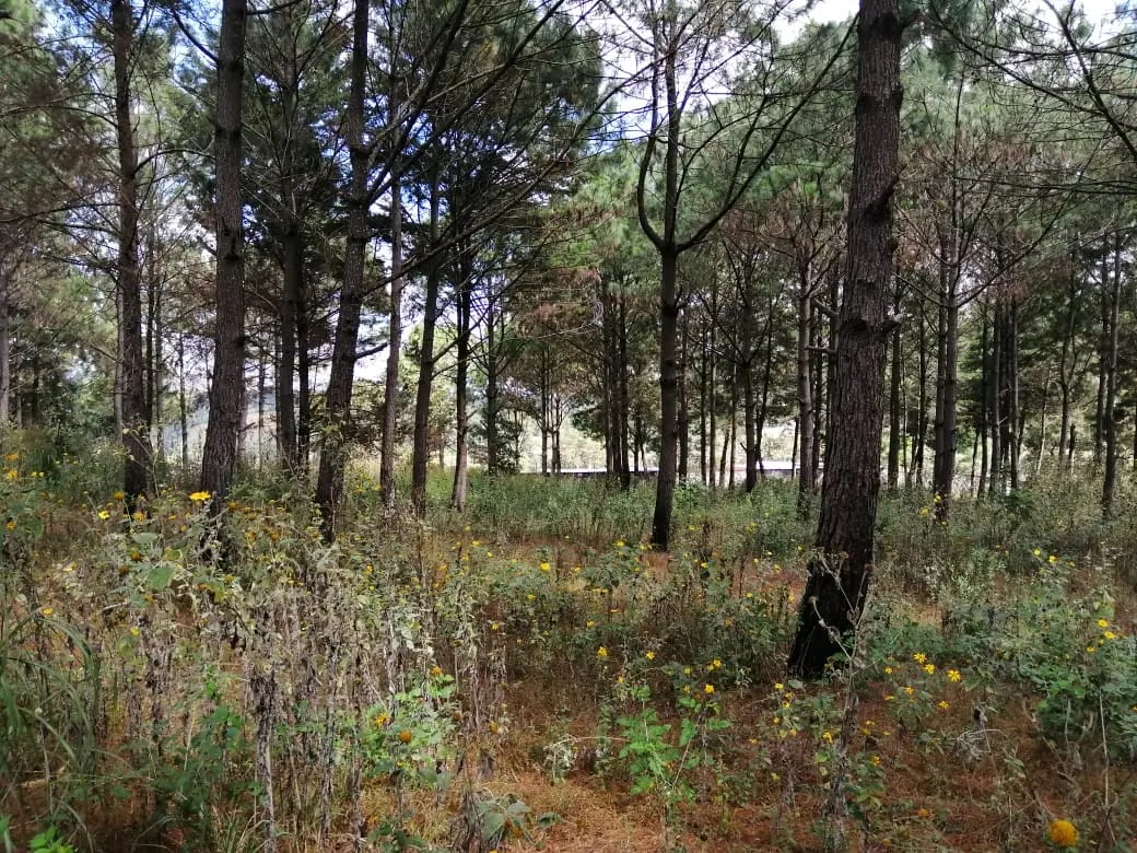 Terreno en venta zona 18 cercano a Los Olivos 96 manzanas, Las Tapias — Terreno en Venta en Zona 18, Guatemala, Ciudad — foto 3 de 8