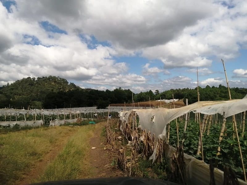 Terreno en venta zona 18 cercano a Los Olivos 96 manzanas, Las Tapias — Terreno en Venta en Zona 18, Guatemala, Ciudad — foto 6 de 8
