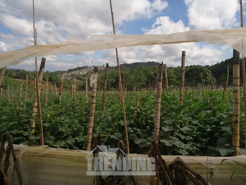 Terreno en venta zona 18 cercano a Los Olivos 96 manzanas, Las Tapias — Terreno en Venta en Zona 18, Guatemala, Ciudad — foto 7 de 8