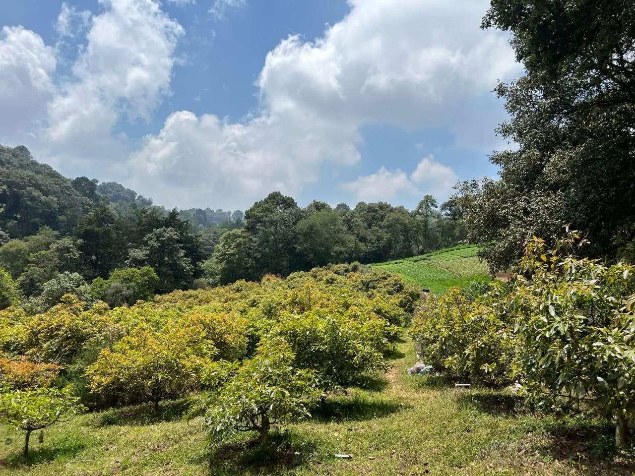 Terreno en Santiago Sacatepéquez — Terreno en Venta en Santiago Sacatepéquez, Sacatepéquez — foto 9 de 10