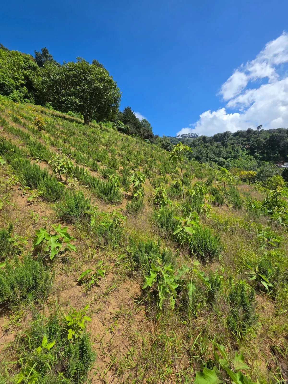 Terreno Venta El Hato, Vuelta Grande, Sacatepequez — Terreno en Venta en Antigua, Sacatepéquez — foto 4 de 7