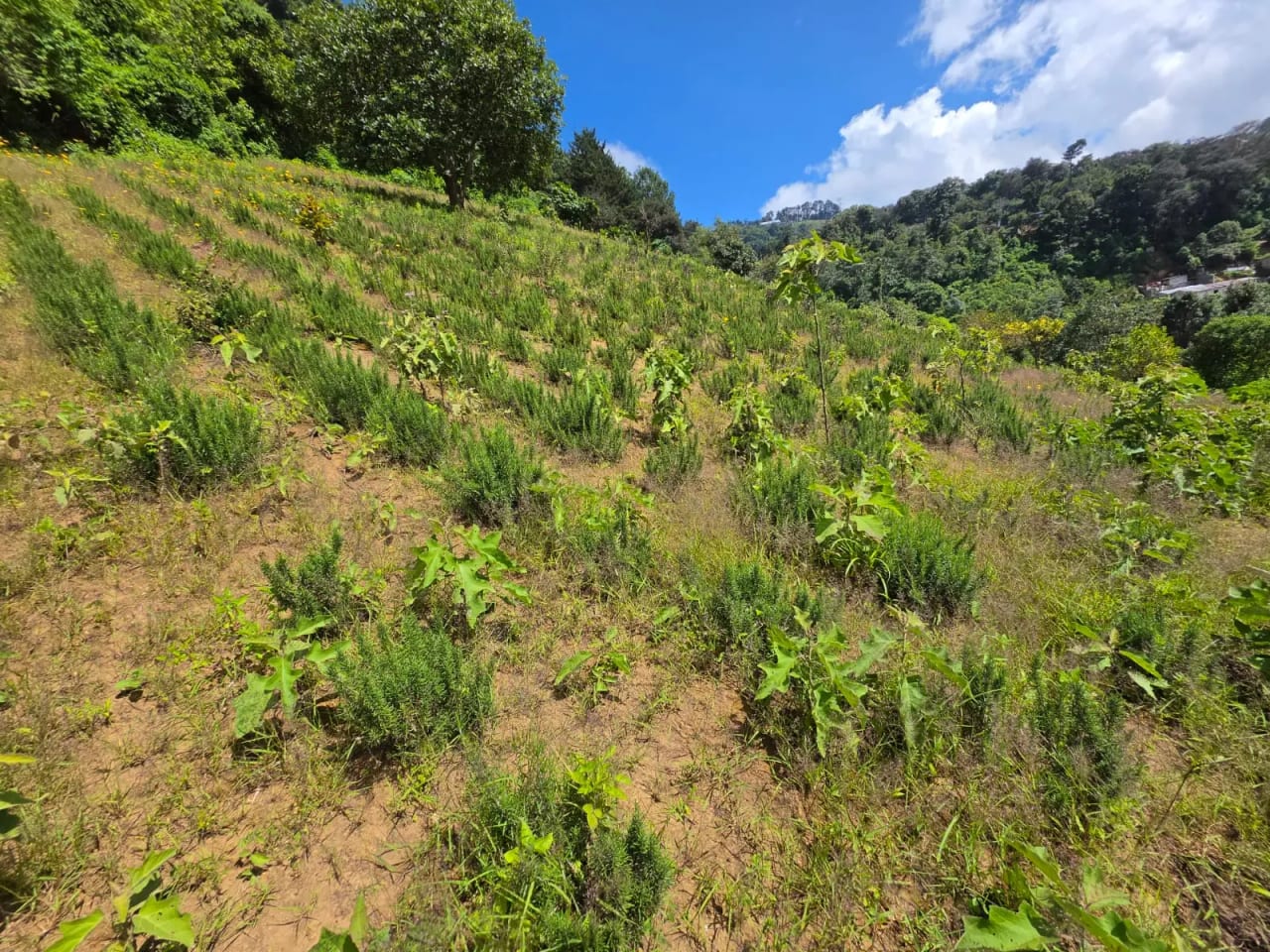 Terreno Venta El Hato, Vuelta Grande, Sacatepequez — Terreno en Venta en Antigua, Sacatepéquez — foto 3 de 7
