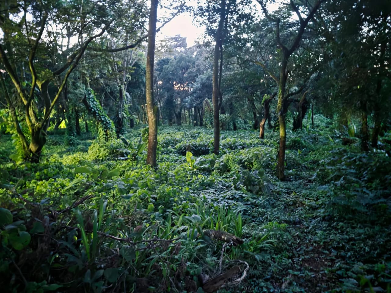 Terreno en Venta en Premier Campestre KM22.5 CAES - Fraijanes — Terreno en Venta en Premier Campestre, Carretera a El Salvador, Guatemala, Ciudad — foto 2 de 2
