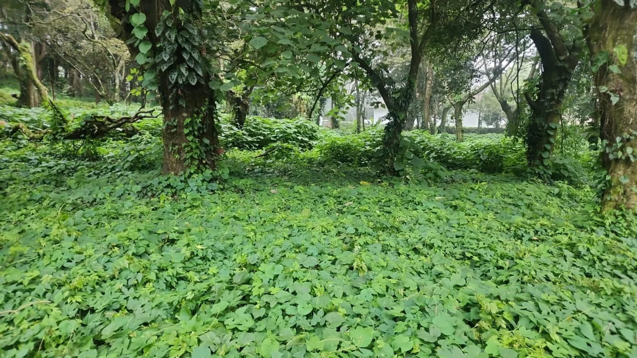 Terreno en Venta en Premier Campestre KM22.5 CAES - Fraijanes — Terreno en Venta en Premier Campestre, Carretera a El Salvador, Guatemala, Ciudad — foto 1 de 2