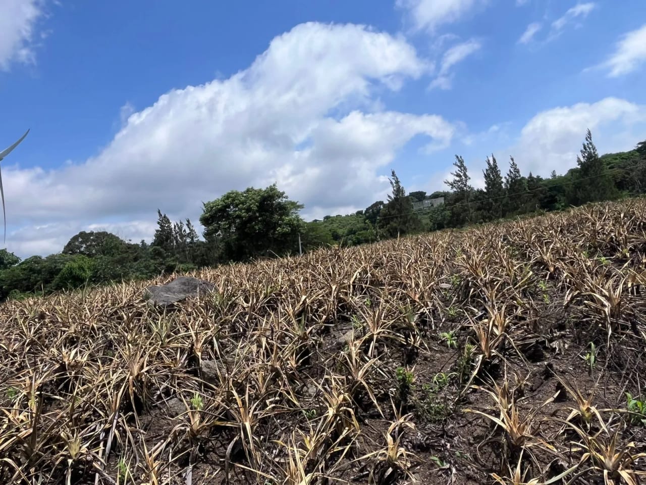 TERRENOS EN VENTA ALDEA LOS LLANOS VILLA CANALES — Terreno en Venta en Santa Elena Barillas, Guatemala, Ciudad — foto 4 de 9