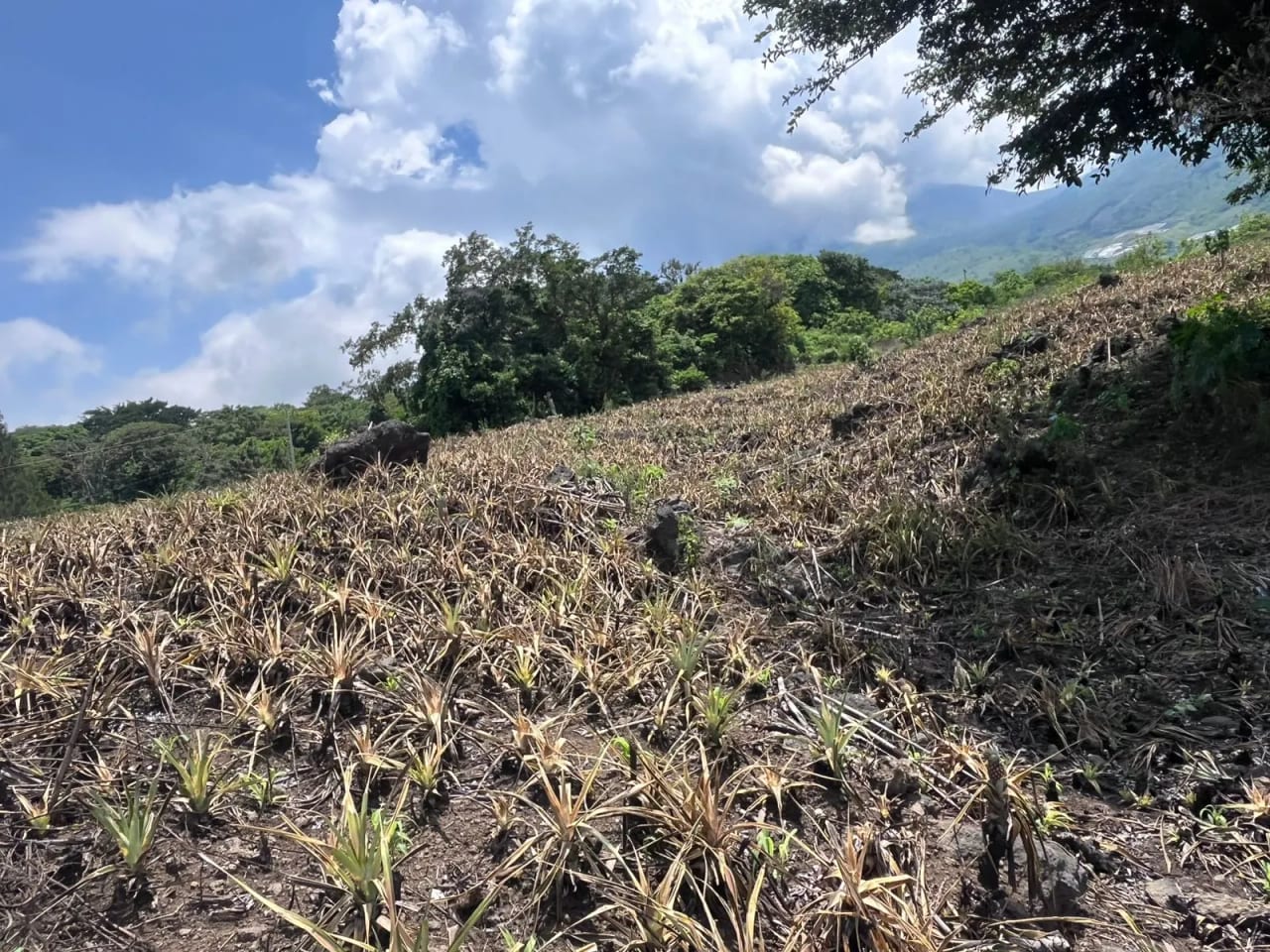 TERRENOS EN VENTA ALDEA LOS LLANOS VILLA CANALES — Terreno en Venta en Santa Elena Barillas, Guatemala, Ciudad — foto 5 de 9