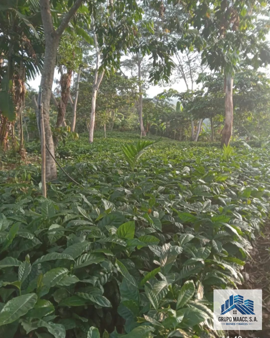 Excelente Oportunidad Venta Finca de Café 9 Caballerias — Finca en Venta en Colomba Costa Cuca, Quetzaltenango — foto 1 de 12