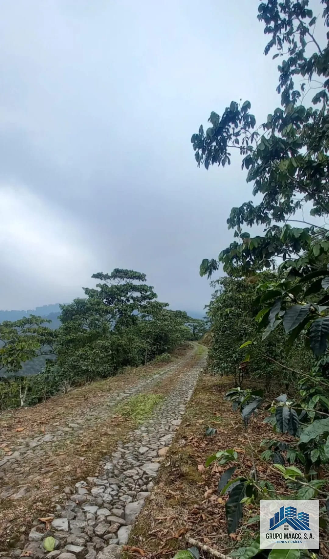 Excelente Oportunidad Venta Finca de Café 9 Caballerias — Finca en Venta en Colomba Costa Cuca, Quetzaltenango — foto 8 de 12