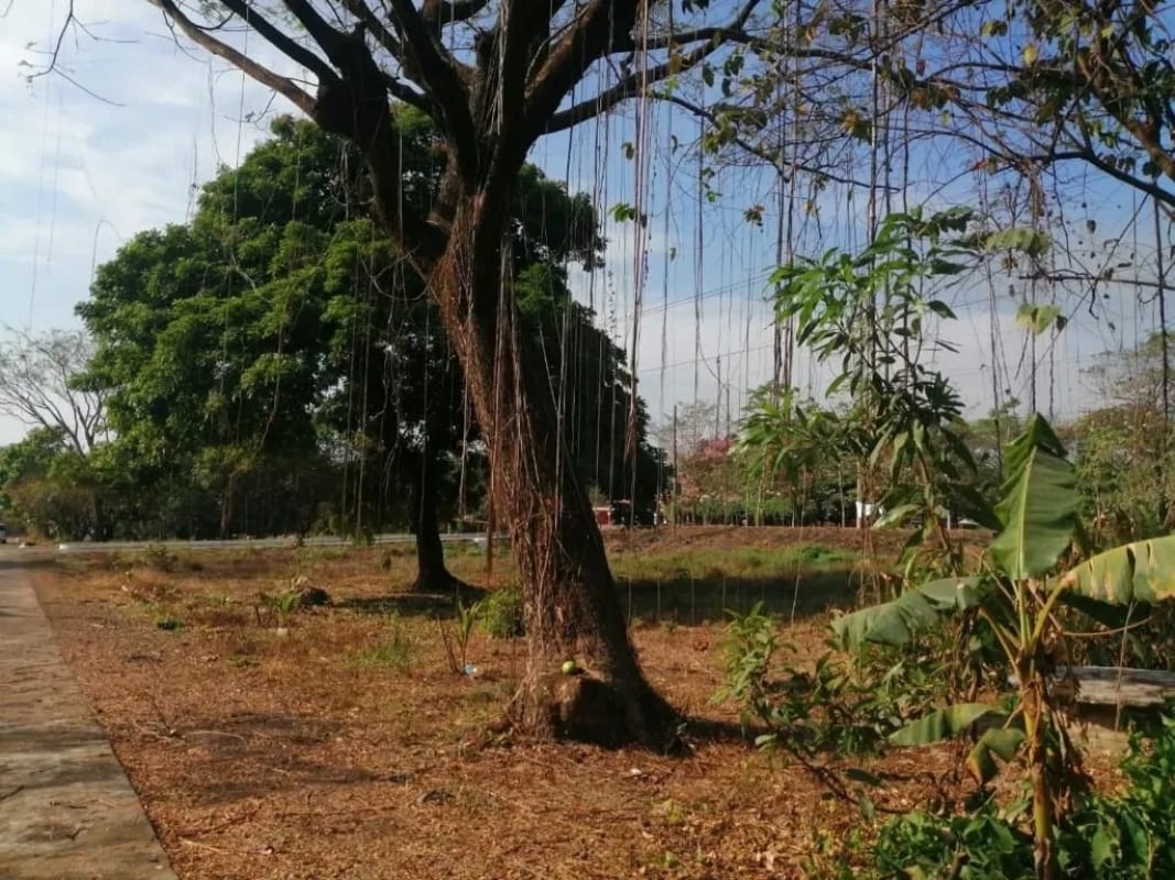 TERRENO EN RENTA Autopista de Escuintla hacia Puerto Quetzal Km 70.5 — Terreno en Alquiler en Escuintla, Escuintla — foto 2 de 2