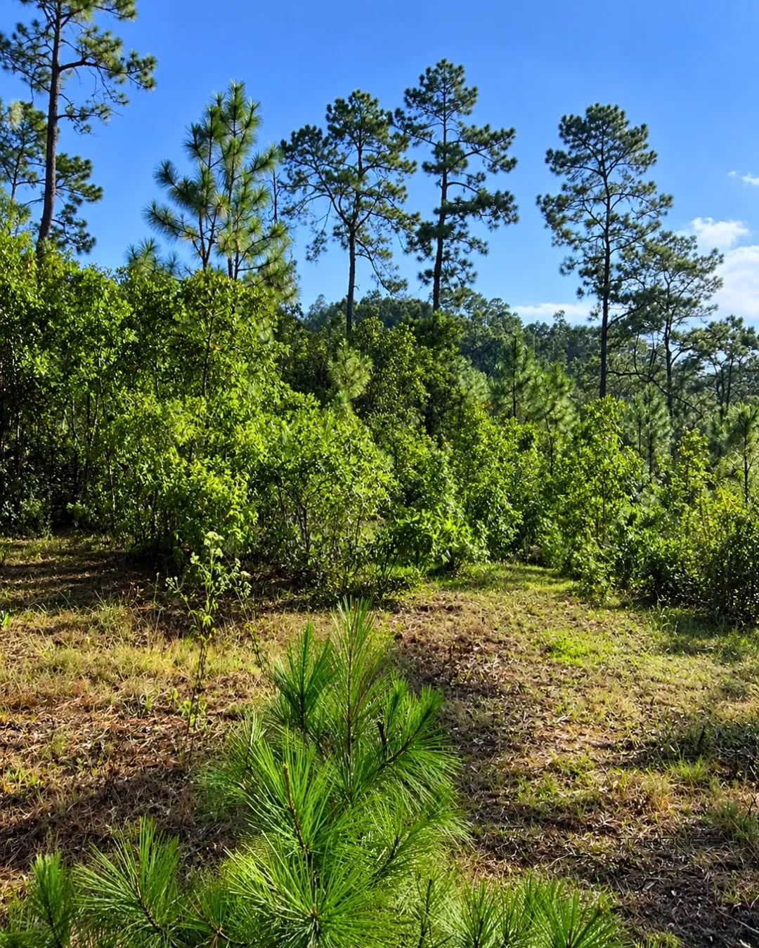 Terreno en Venta a Cinco Minutos del Parque Central de Huehuetenango — Terreno en Venta en Huehuetenango, Huehuetenango — foto 5 de 5