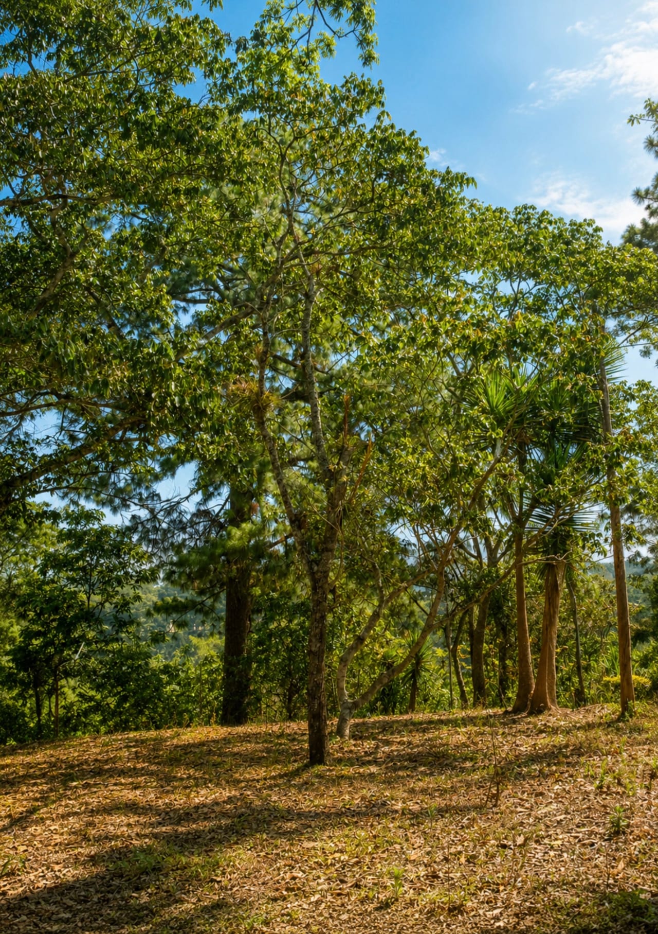 Terreno en Venta Jardines de San Isidro - Zona 16 — Terreno en Venta en Jardines de San Isidro, Zona 16, Guatemala, Ciudad — foto 5 de 6