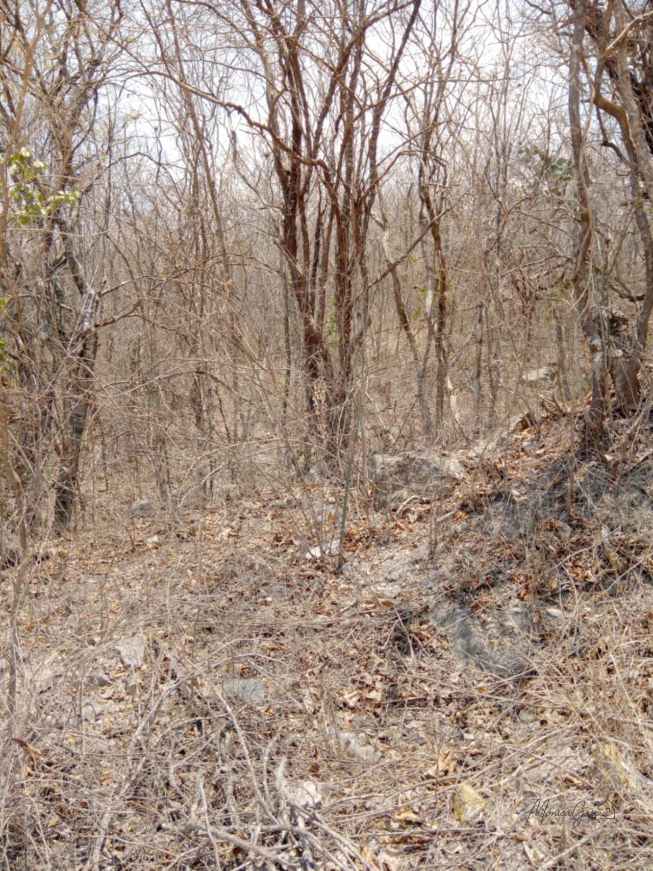 ¡OPORTUNIDAD DE INVERSIÓN! Terreno Industrial Ideal para Proyecto Solar en El Progreso — Terreno en Venta en El Jícaro, El Progreso — foto 12 de 14