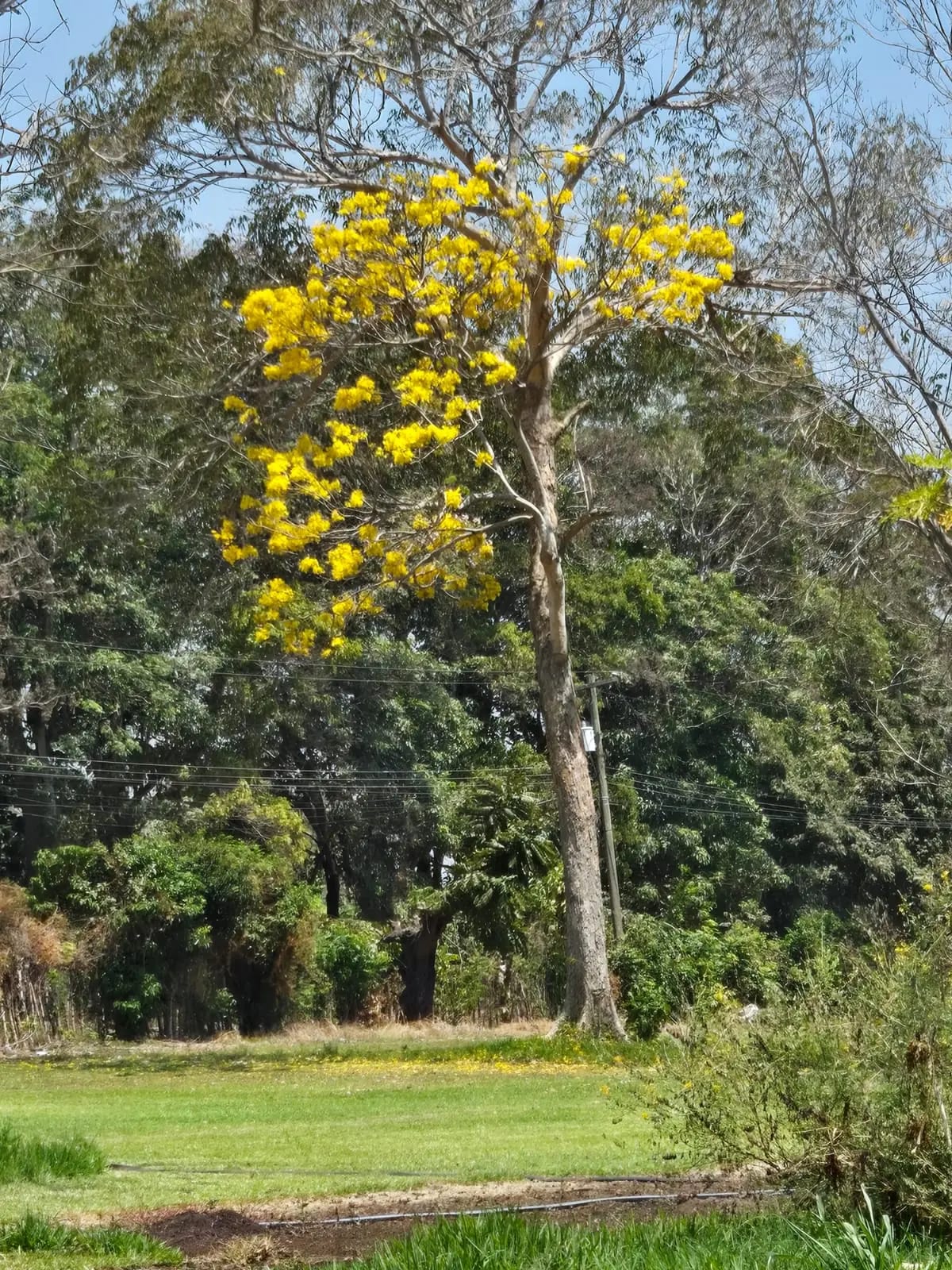 Terreno carretera vieja a Puerto de San José — Finca en Venta en Masagua, Escuintla — foto 8 de 17