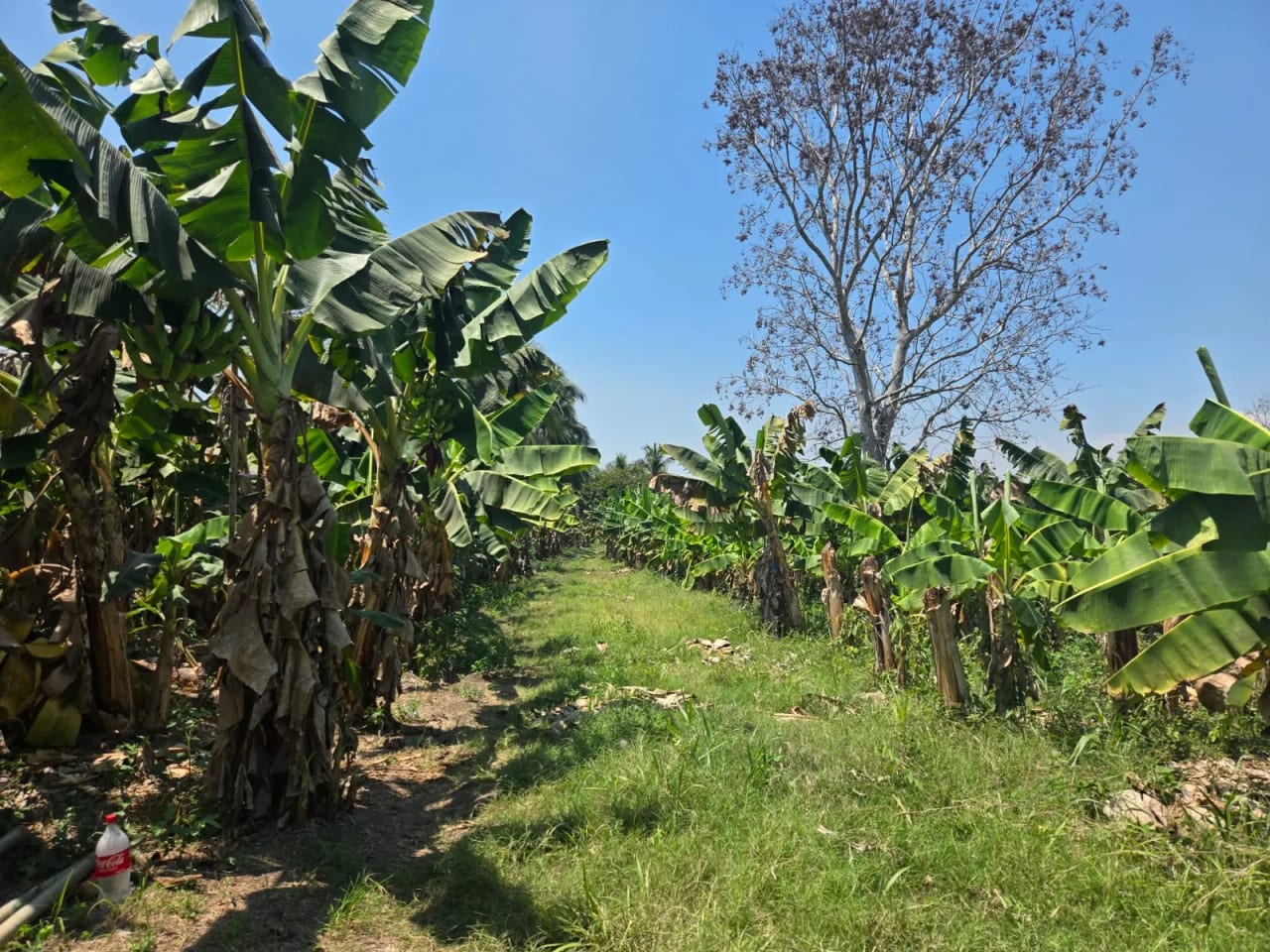 Terreno carretera vieja a Puerto de San José — Finca en Venta en Masagua, Escuintla — foto 9 de 17