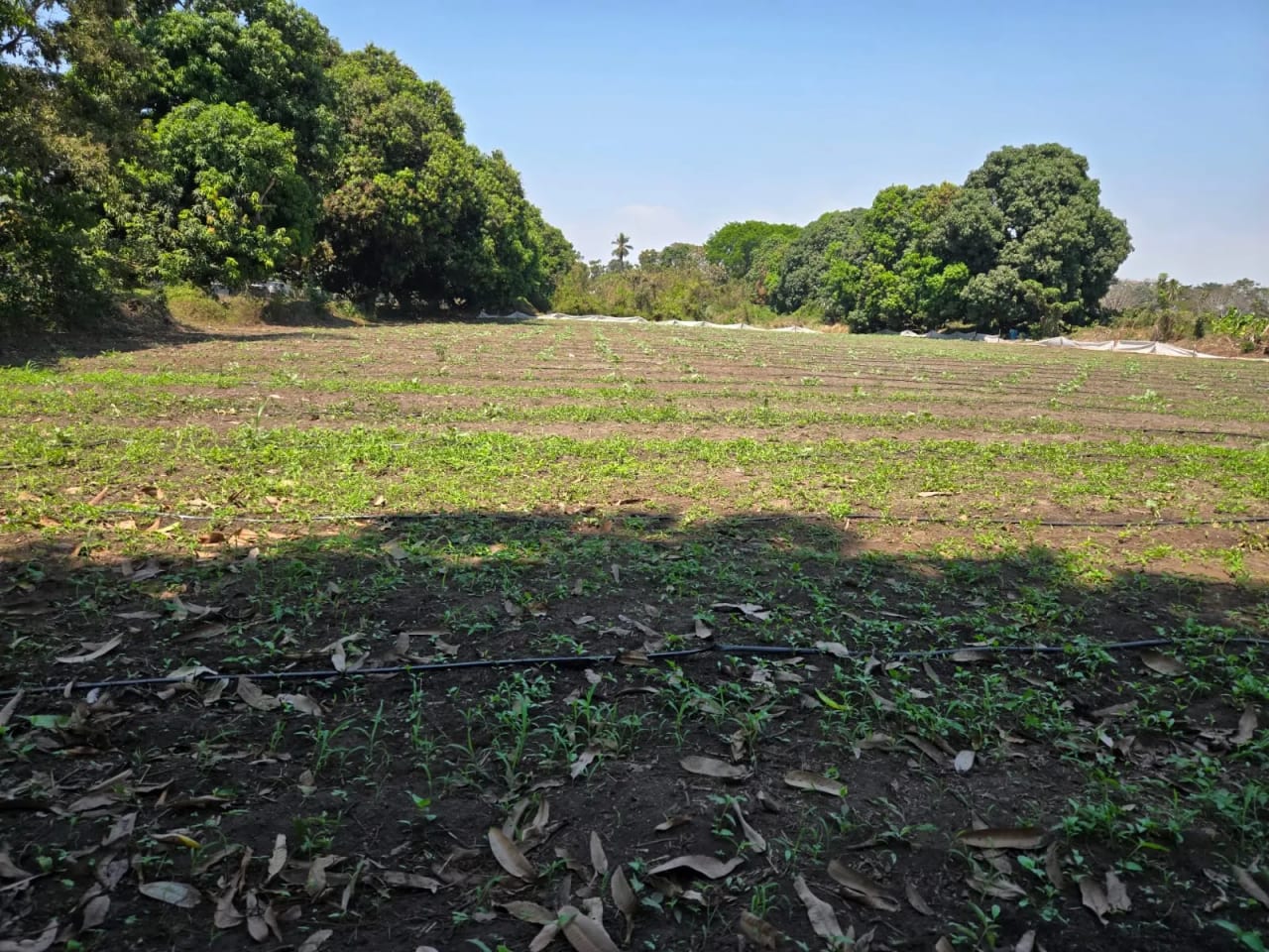 Terreno carretera vieja a Puerto de San José — Finca en Venta en Masagua, Escuintla — foto 14 de 17