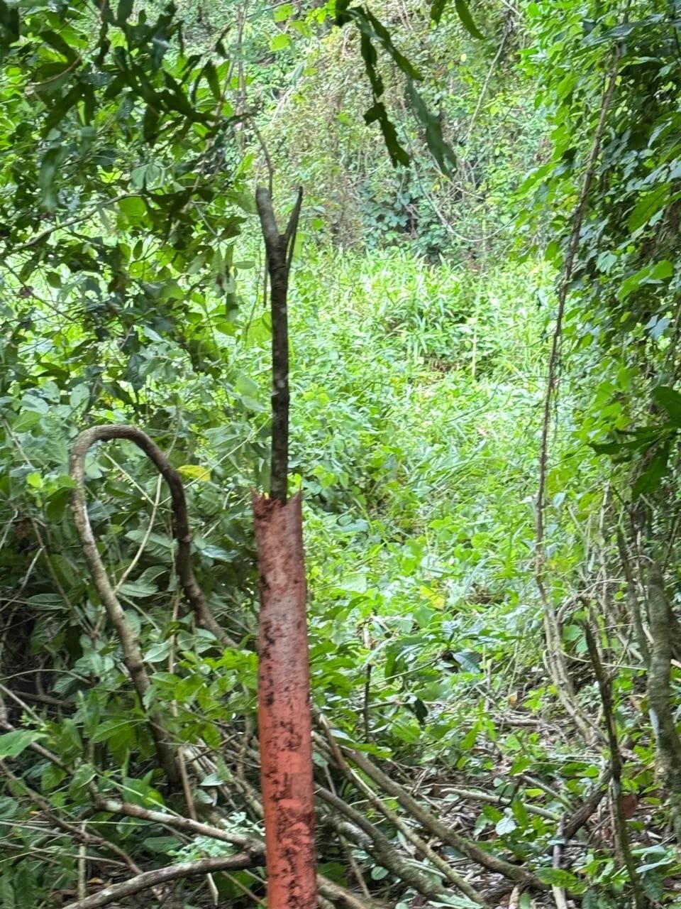 Terreno En Venta Amatique Bay Puerto Barrios — Terreno en Venta en Puerto Barrios, Izabal — foto 3 de 11