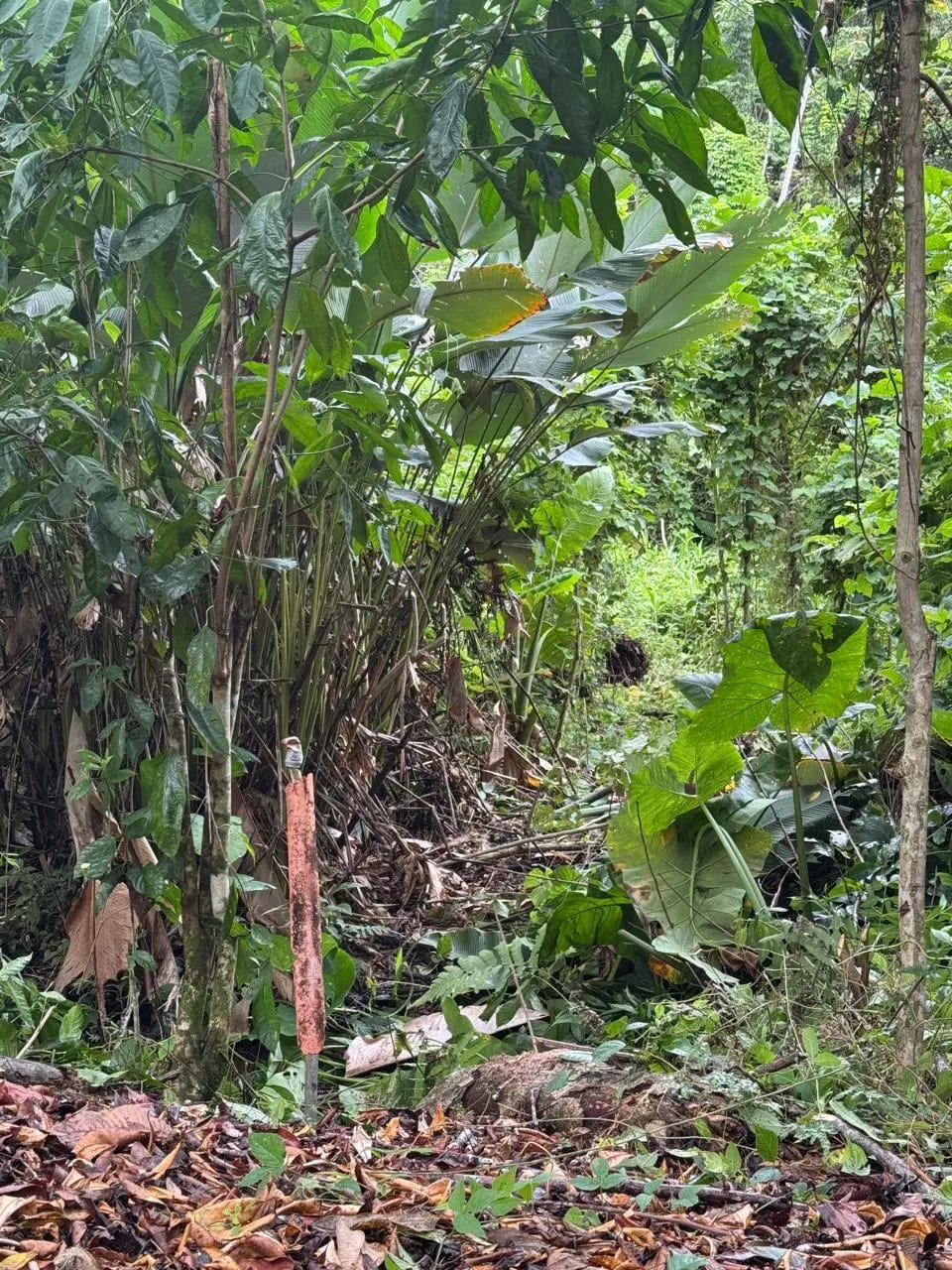 Terreno En Venta Amatique Bay Puerto Barrios — Terreno en Venta en Puerto Barrios, Izabal — foto 4 de 11