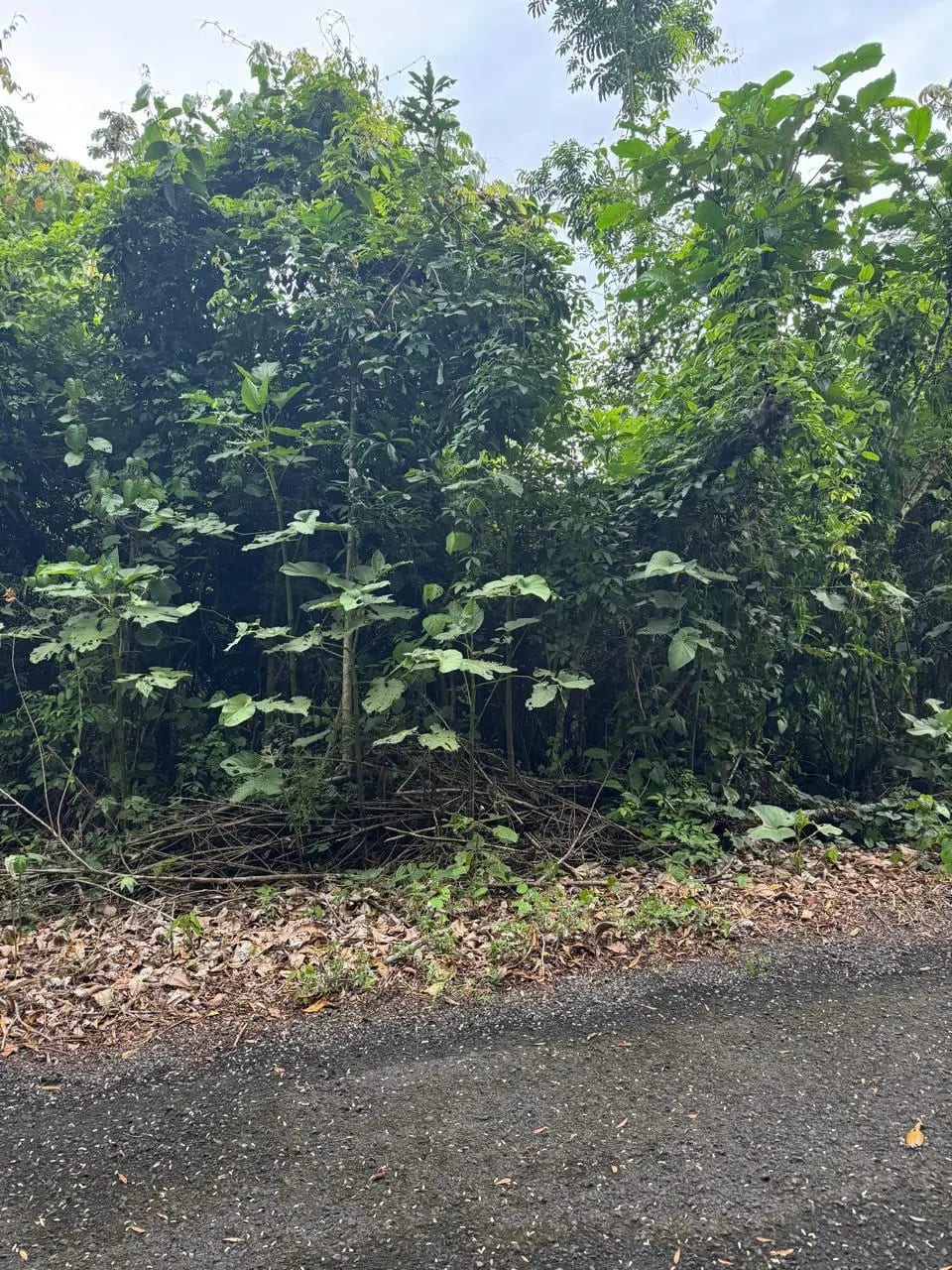 Terreno En Venta Amatique Bay Puerto Barrios — Terreno en Venta en Puerto Barrios, Izabal — foto 11 de 11
