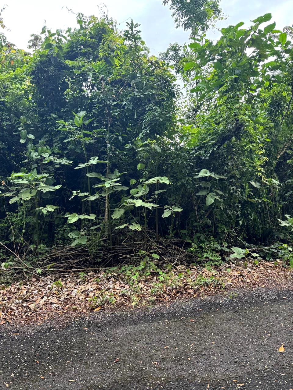 Terreno en Venta Amatique Bay — Terreno en Venta en Amatique Bay, Izabal — foto 2 de 13