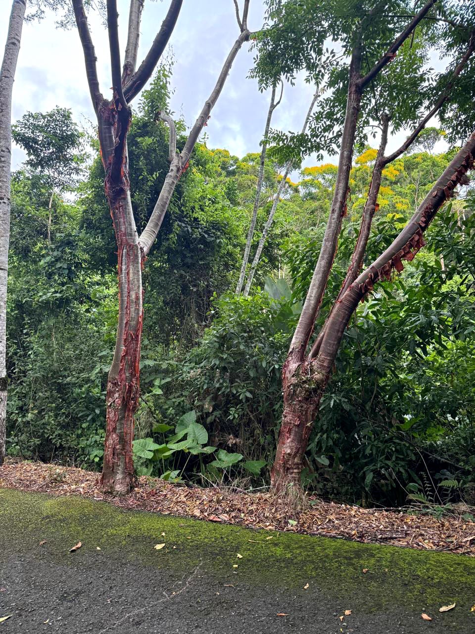 Terreno en Venta Amatique Bay — Terreno en Venta en Amatique Bay, Izabal — foto 3 de 13
