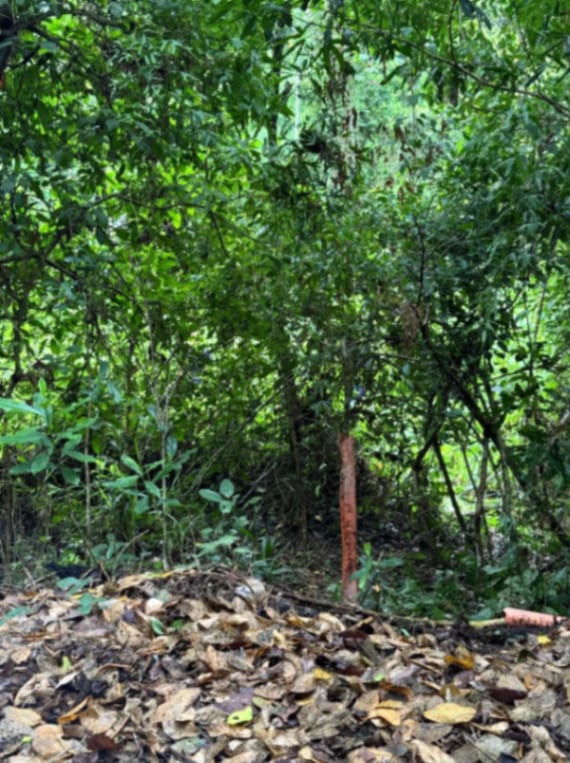 Terreno en Venta Amatique Bay — Terreno en Venta en Amatique Bay, Izabal — foto 10 de 13