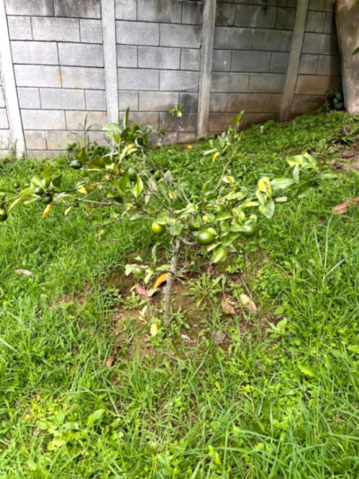 Terreno en venta Santiago Sacatepequez — Terreno en Venta en Santiago Sacatepéquez, Sacatepéquez — foto 4 de 15