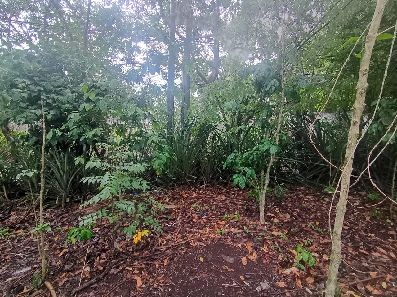 Terreno Comercial en Renta Aldea Colmenas, Villa Canales — Terreno en Alquiler en Villa Canales, Guatemala, Ciudad — foto 2 de 8