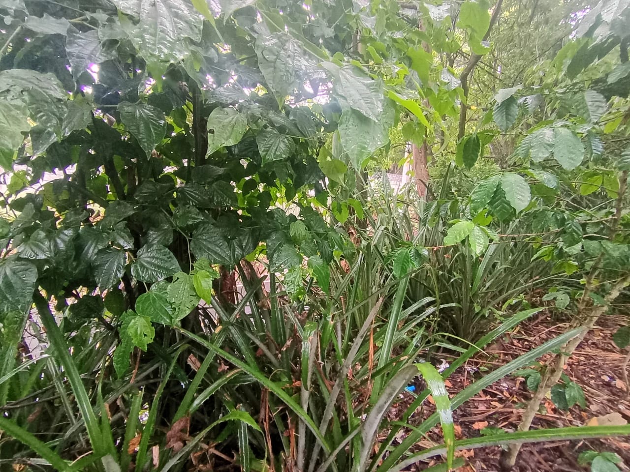 Terreno Comercial en Renta Aldea Colmenas, Villa Canales — Terreno en Alquiler en Villa Canales, Guatemala, Ciudad — foto 4 de 8