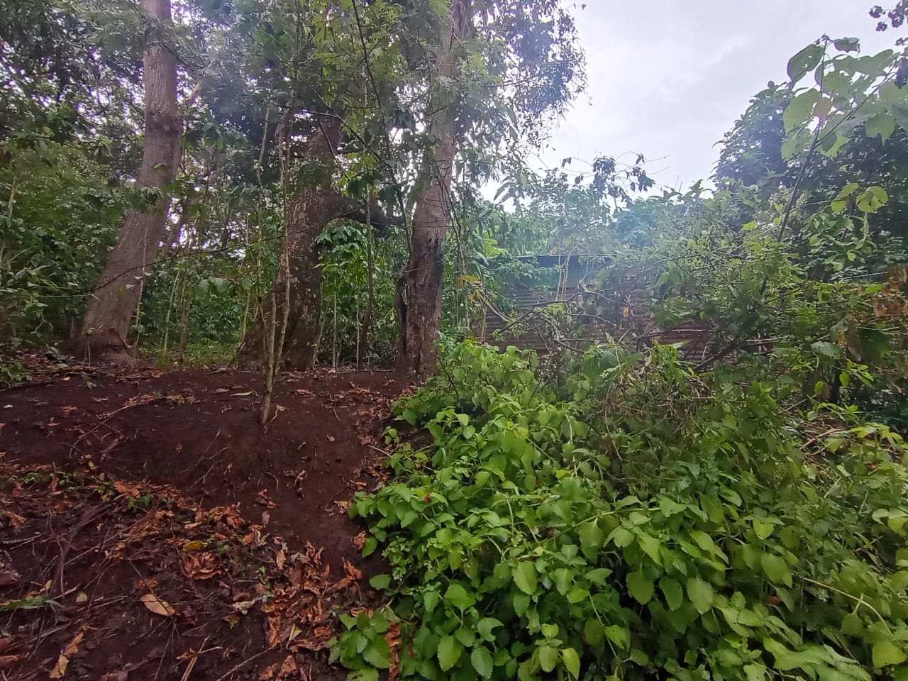 Terreno Comercial en Renta Aldea Colmenas, Villa Canales — Terreno en Alquiler en Villa Canales, Guatemala, Ciudad — foto 5 de 8