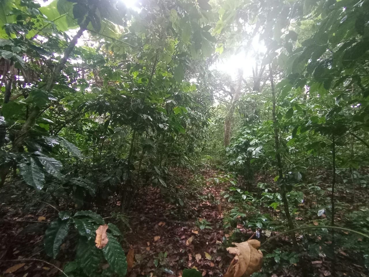 Terreno Comercial en Renta Aldea Colmenas, Villa Canales — Terreno en Alquiler en Villa Canales, Guatemala, Ciudad — foto 7 de 8