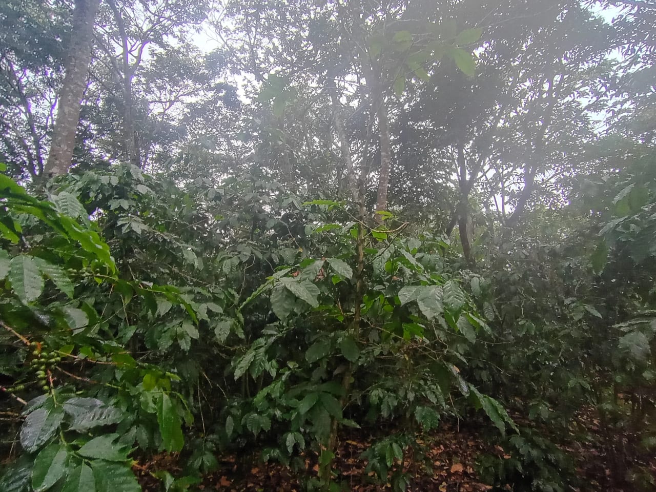 Terreno Comercial en Renta Aldea Colmenas, Villa Canales — Terreno en Alquiler en Villa Canales, Guatemala, Ciudad — foto 6 de 8