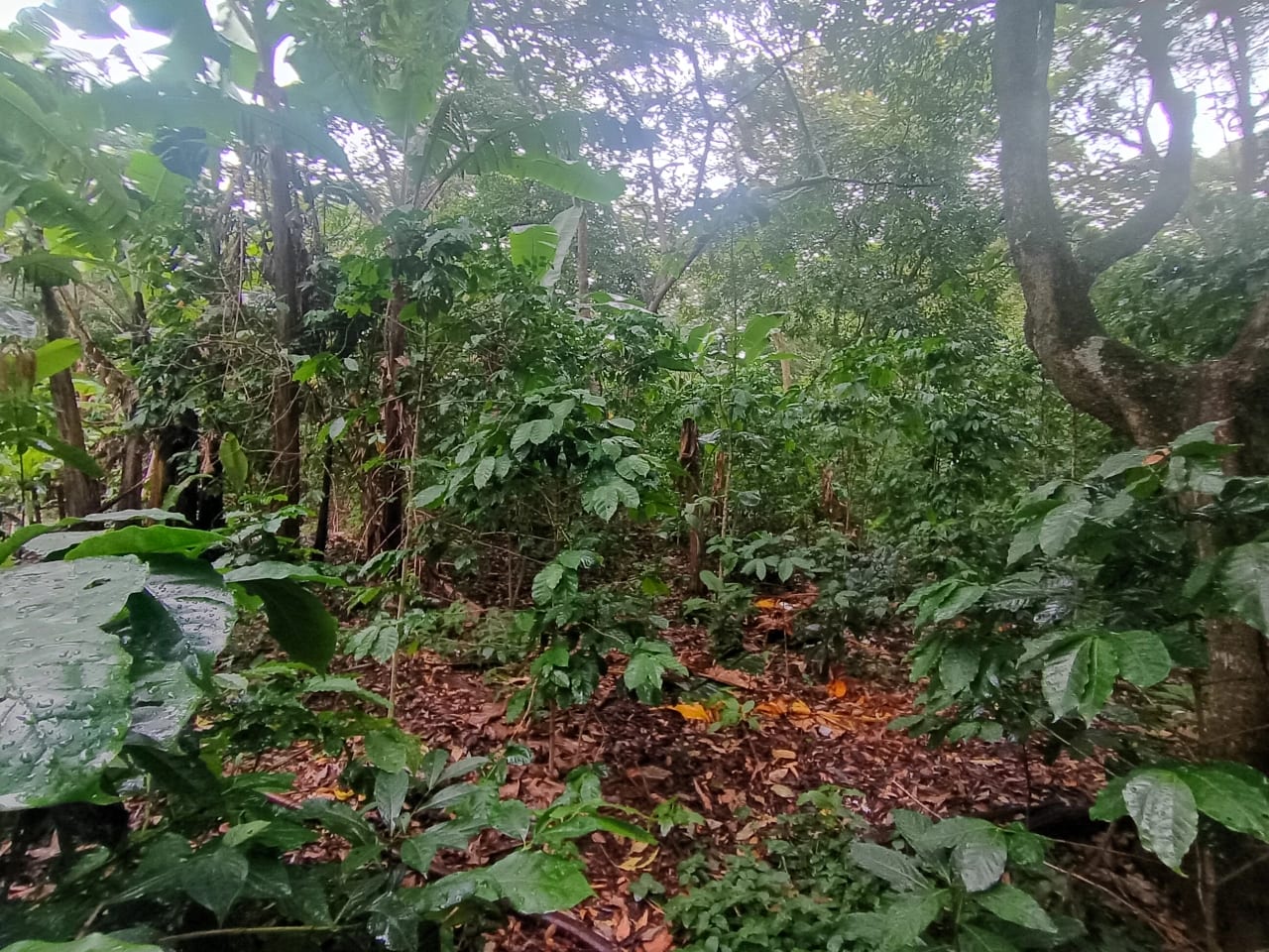 Terreno Comercial en Renta Aldea Colmenas, Villa Canales — Terreno en Alquiler en Villa Canales, Guatemala, Ciudad — foto 8 de 8