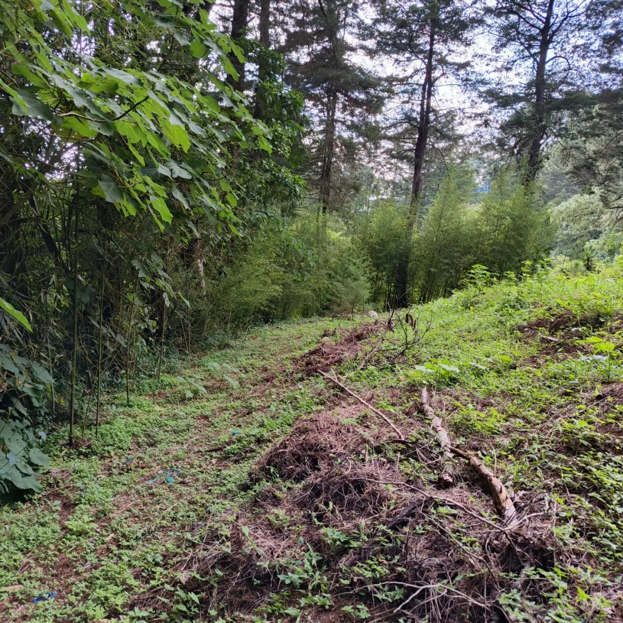 Terreno amplio con casa en CAES — Terreno en Venta en Granja Buenos Aires, Carretera a El Salvador, Guatemala, Ciudad — foto 12 de 17