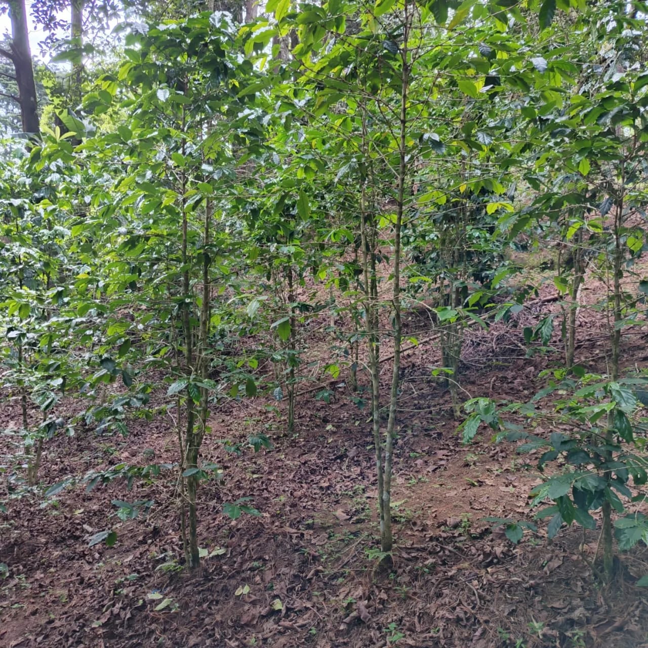Terreno amplio con casa en CAES — Terreno en Venta en Granja Buenos Aires, Carretera a El Salvador, Guatemala, Ciudad — foto 14 de 17