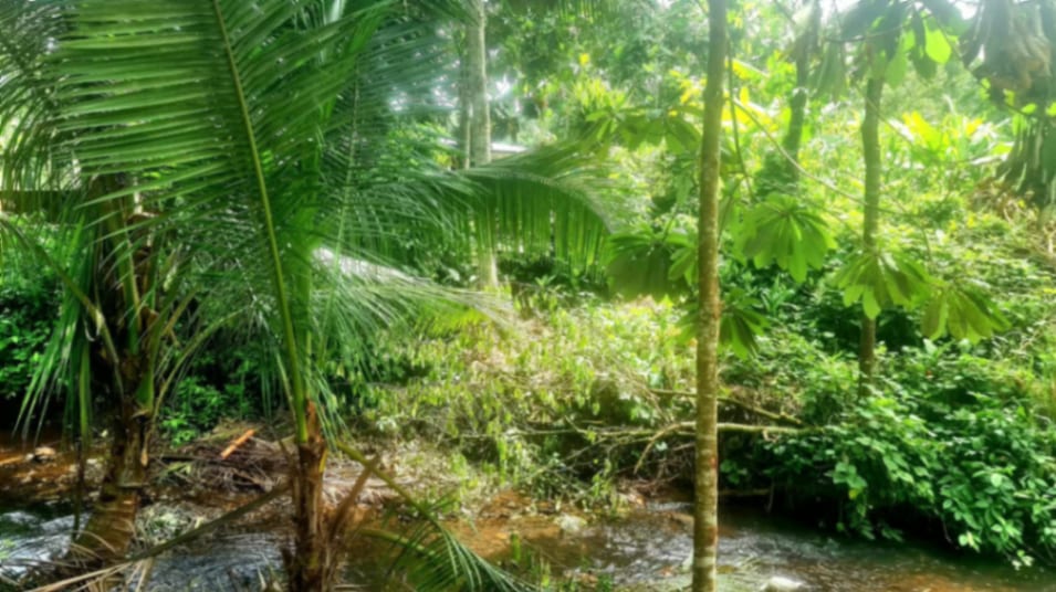 Casa en Venta en Los Amates Izabal — Casa en Venta en Los Amates, Izabal — foto 9 de 17