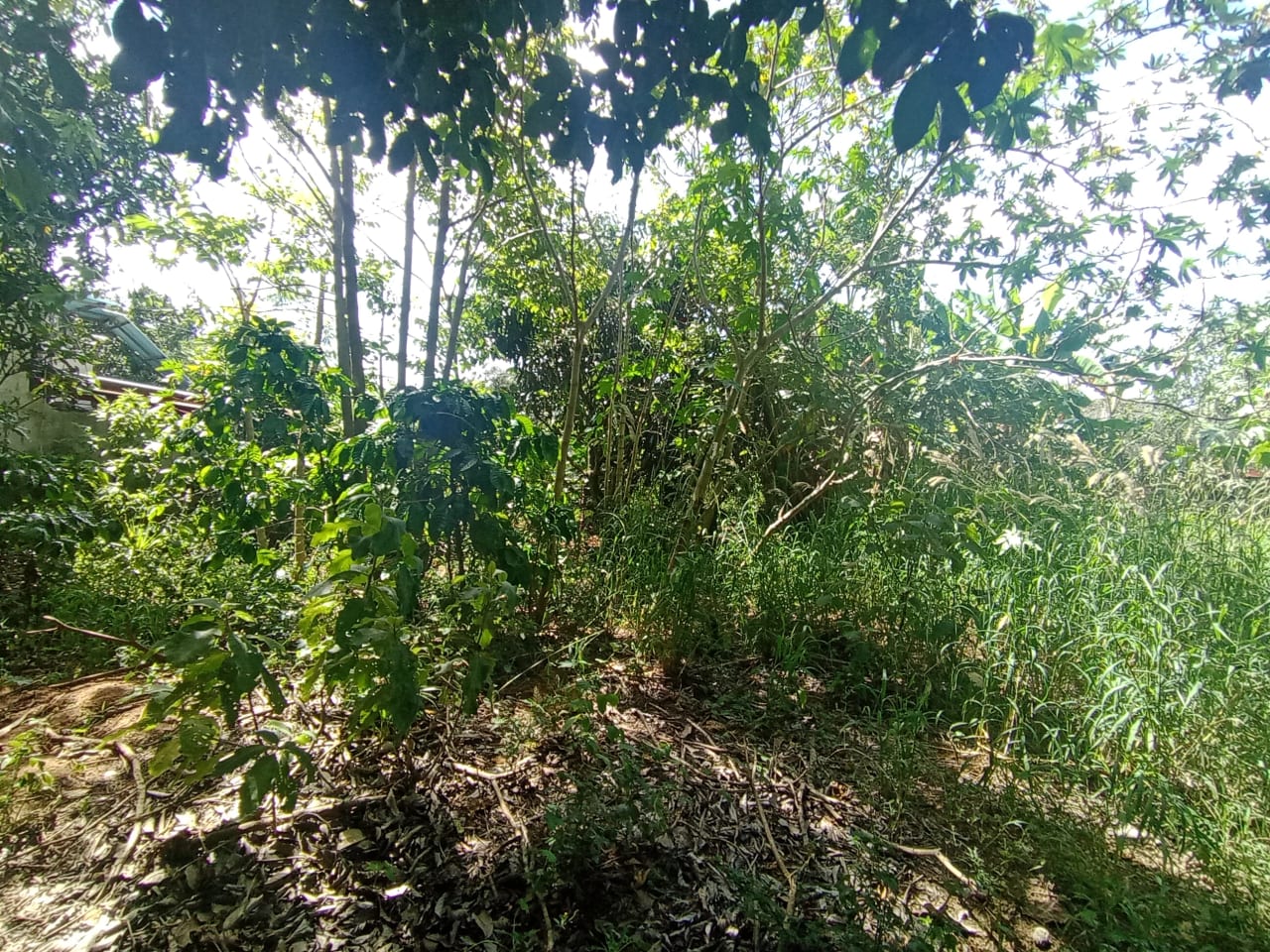 Terreno en renta Villa Canales — Terreno en Alquiler en Villa Canales, Guatemala, Ciudad — foto 7 de 11