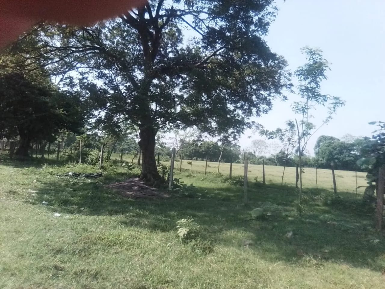 PROPIEDAD PLANA EN VENTA 15 MANZANAS MASAGUA — Terreno en Venta en Masagua, Escuintla — foto 1 de 5