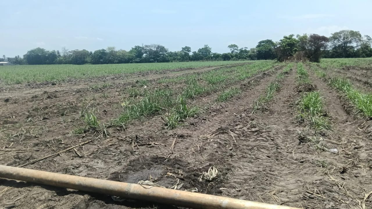 Finca en Venta Cuyuta, Escuintla — Finca en Venta en Escuintla, Escuintla — foto 3 de 3