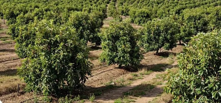 Preciosa Finca Agricola 8.5 Manzanas — Finca en Venta en San José Pinula, Guatemala, Ciudad — foto 4 de 4