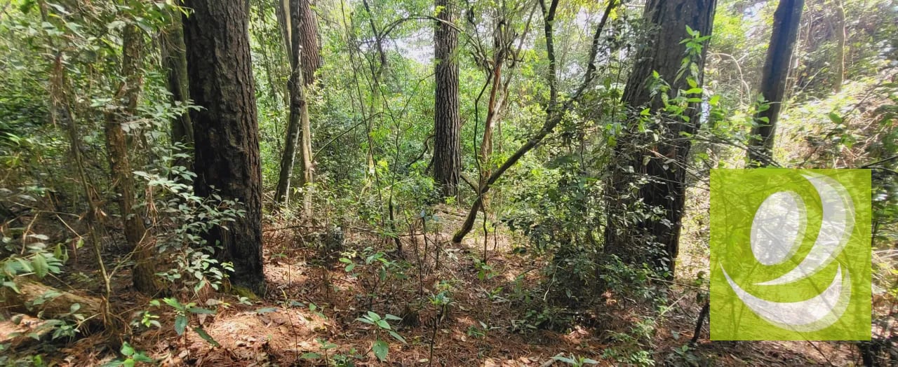 🌳🏡 ¡CONSTRUYE LA CASA QUE SIEMPRE SOÑASTE! 🏡🌳 — Terreno en Venta en Zona 9 Mixco, Guatemala, Ciudad — foto 2 de 5