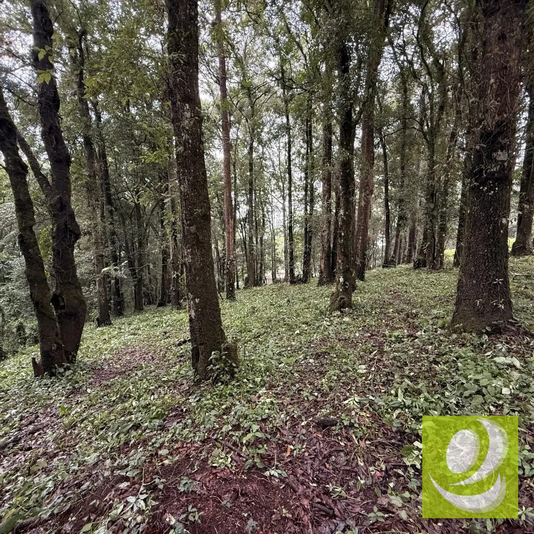 Terreno en Venta en Bosque Vivo km 24.5 carretera Interamericana — Terreno en Venta en San Lucas Sacatepéquez, Sacatepéquez — foto 4 de 6