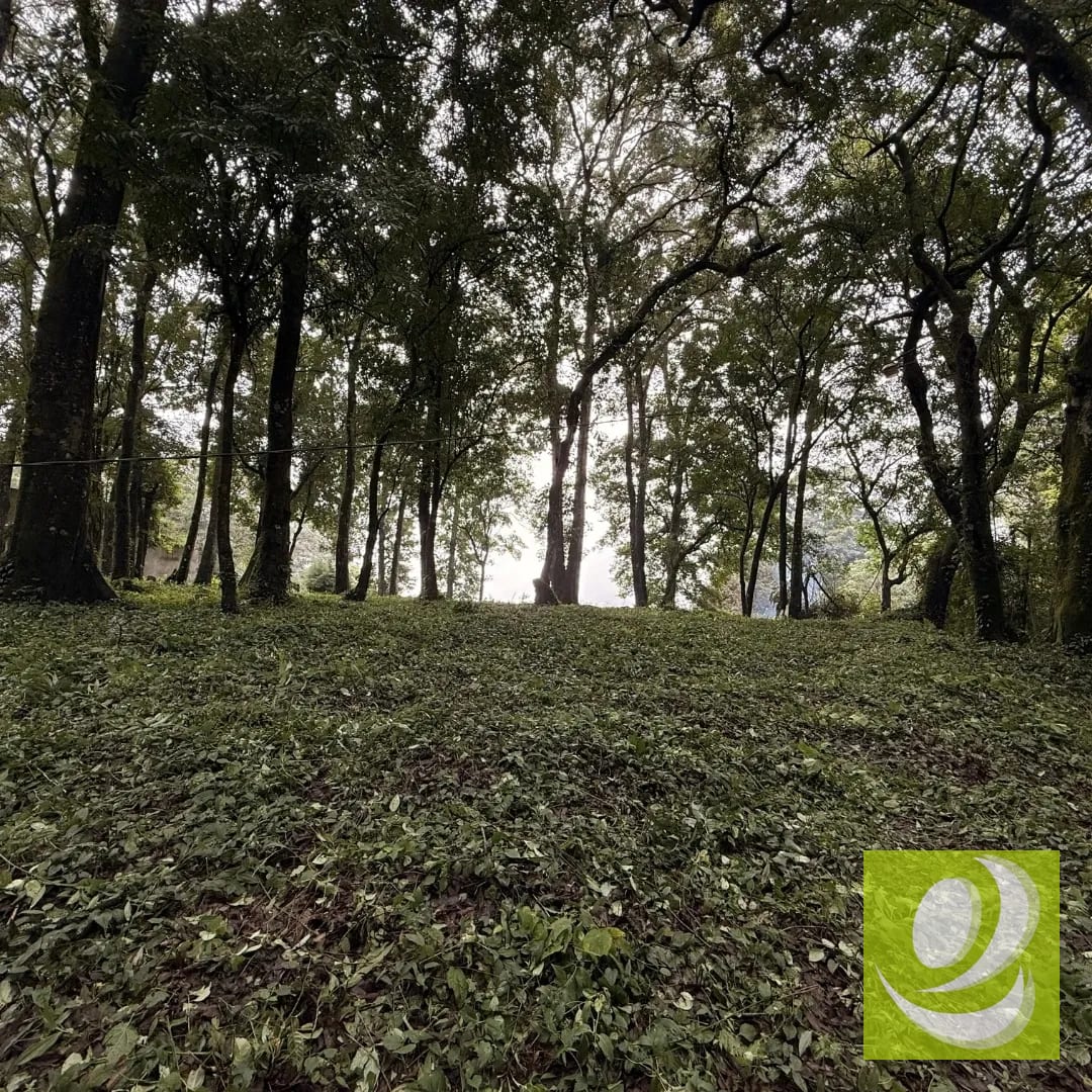Terreno en Venta en Bosque Vivo Próximo a San Lucas — Terreno en Venta en San Lucas Sacatepéquez, Sacatepéquez — foto 3 de 5