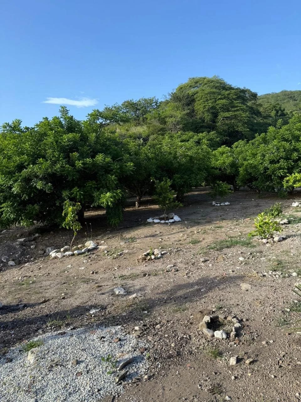 TERRENO EN VENTA EN ALDEA STA. RITA, EL PROGRESO GUASTATOYA — Terreno en Venta en Guastatoya, El Progreso — foto 5 de 11